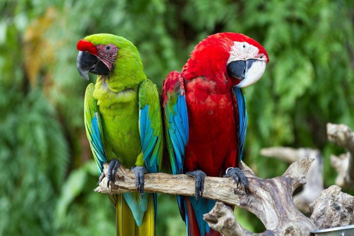 Bali Bird Park