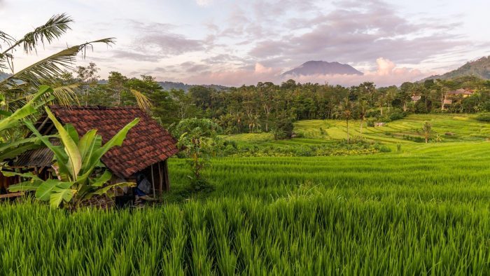Bali- (172) – Sidemen Rice Field